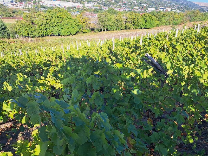 Galati - Beresti, casa 3 camere si 1 Ha teren cu vita de vie