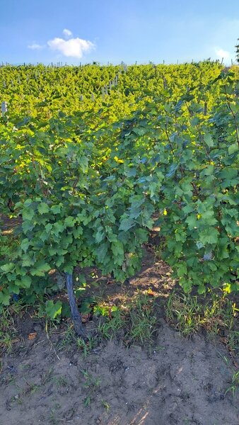 Galati - Beresti, casa 3 camere si 1 Ha teren cu vita de vie