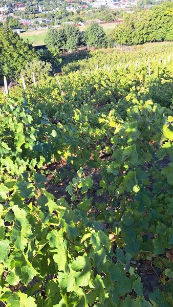 Galati - Beresti, casa 3 camere si 1 Ha teren cu vita de vie