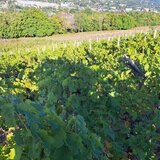 Galati - Beresti, casa 3 camere si 1 Ha teren cu vita de vie